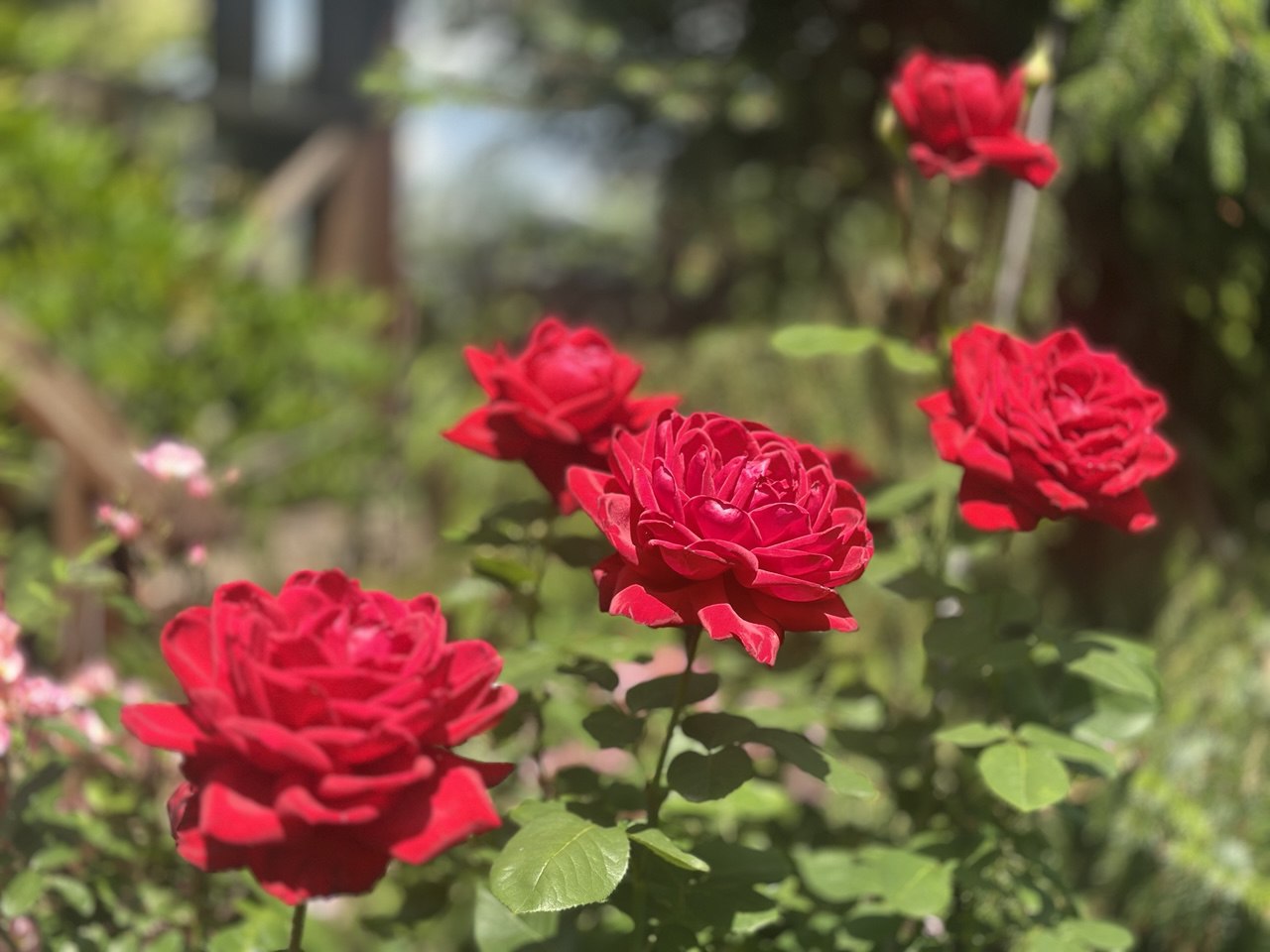 Розарии и розы в саду — примеры оформления и ухода